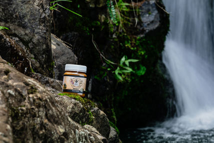Manuka flowers in bloom